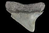 Juvenile Megalodon Tooth - Georgia #75322-1